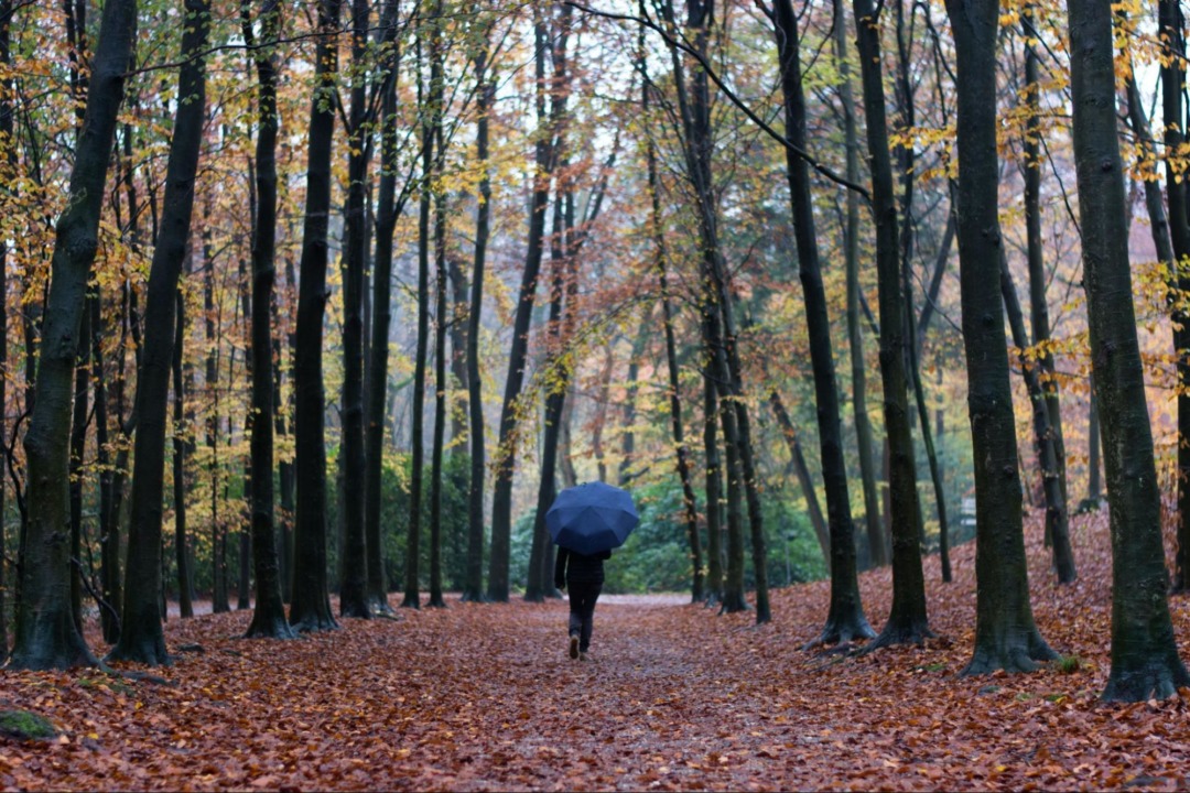 Person walking in forest with an umbrella
